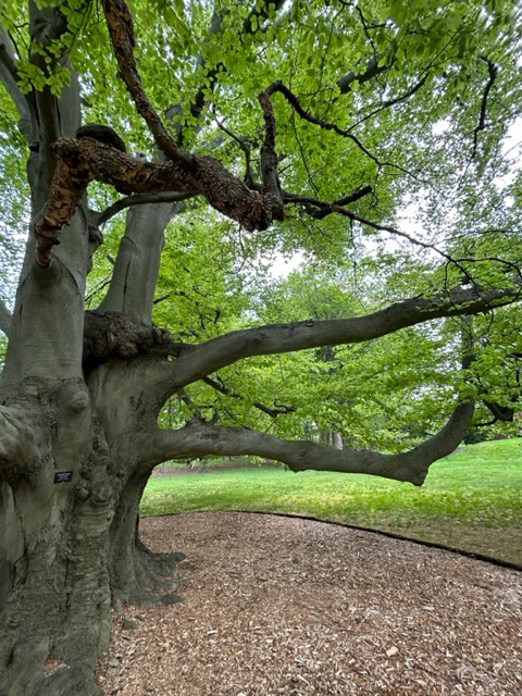 Forbes House Museum Beech Tree